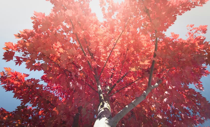 This is the preview image of the blog